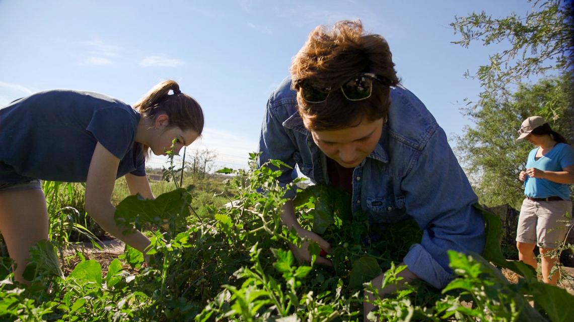 Morgan Lundy and her fellow BARA interns harvest tomatoes and peppers at Las Milpitas de Cottonwood Community Farm. Morgan Lundy and her fellow BARA interns harvest tomatoes and peppers at Las Milpitas de Cottonwood Community Farm.